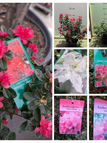 AZLEA-JAPONICA AZLEA-JAPONICA