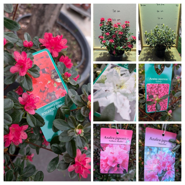 AZLEA-JAPONICA