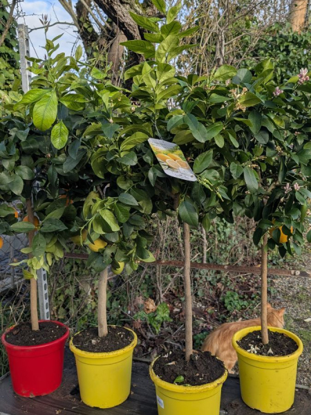 Agrume-xl 89€ Agrume-xl 89€