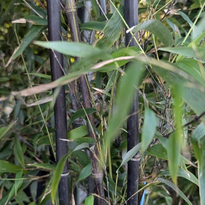 BAMBOU PHYLLOSTACHYS NIGRA  à partir de 25€ Prix selon le litrage