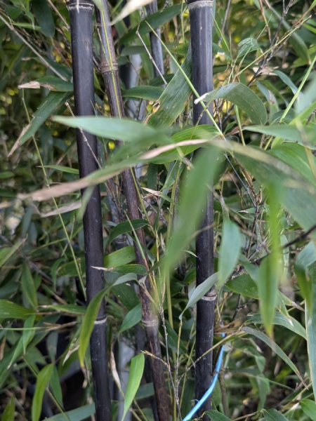 BAMBOU PHYLLOSTACHYS NIGRA  à partir de 25€ Prix selon le litrage