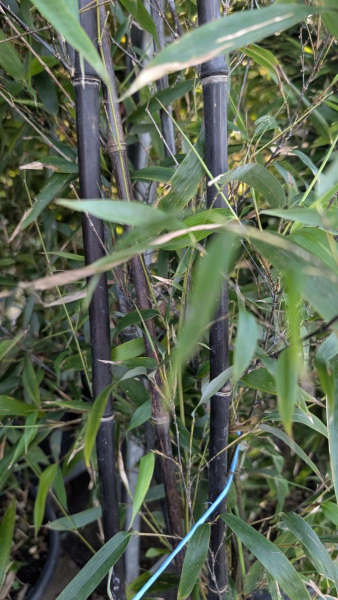 BAMBOU PHYLLOSTACHYS NIGRA  à partir de 25€ Prix selon le litrage