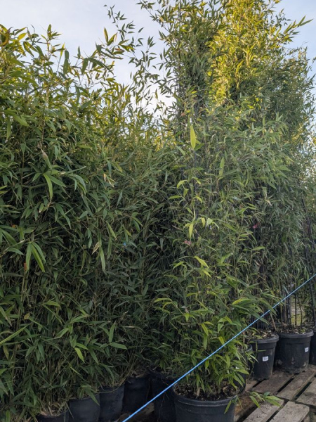 BAMBOU-TRACANT BAMBOU-TRACANT