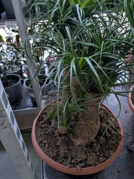 BEAUCARNEA-1