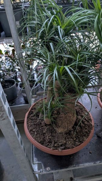BEAUCARNEA-1