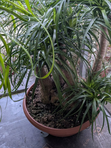 BEAUCARNEA-2 BEAUCARNEA-2