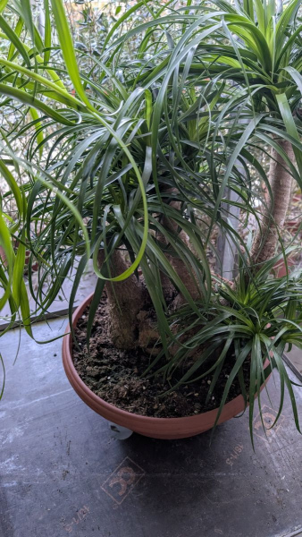 BEAUCARNEA-2