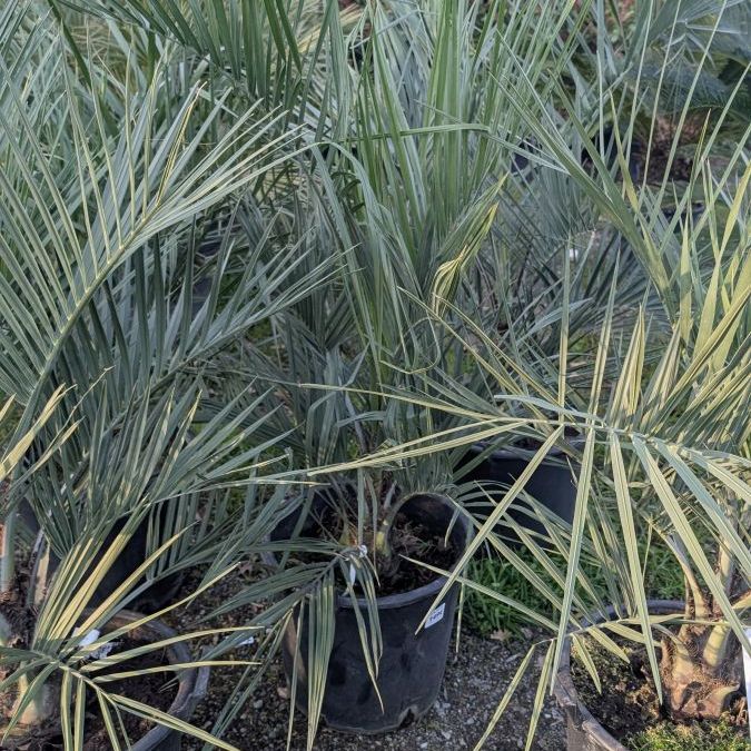 BUTIA-CAPITATA  149€