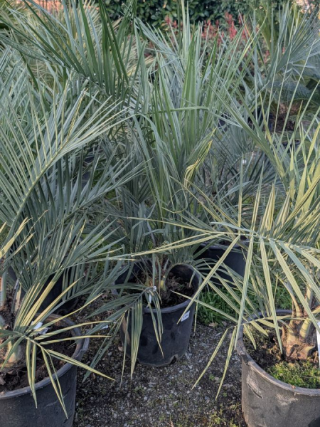 BUTIA-CAPITATA 149€ BUTIA-CAPITATA 149€