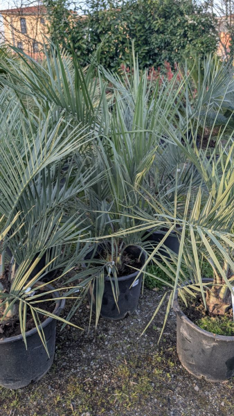 BUTIA-CAPITATA  149€