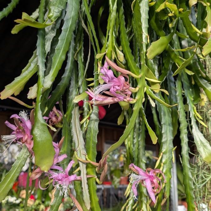 CACTUS-EPIPHYLUM-cactus orchidée 59€