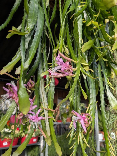 CACTUS-EPIPHYLUM-cactus orchidée 59€ CACTUS-EPIPHYLUM-cactus orchidée 59€