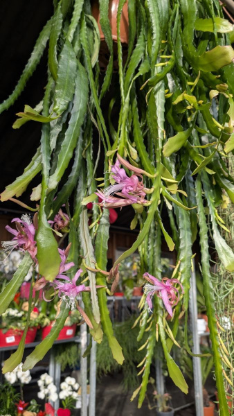 CACTUS-EPIPHYLUM-cactus orchidée 59€