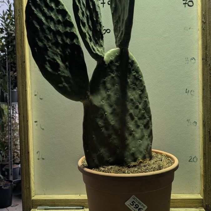 CACUTS-OPUNTIA +/- 90cm = 59€