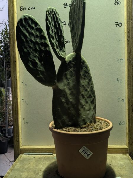 CACUTS-OPUNTIA +/- 90cm = 59€ CACUTS-OPUNTIA +/- 90cm = 59€