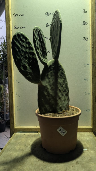 CACUTS-OPUNTIA +/- 90cm = 59€