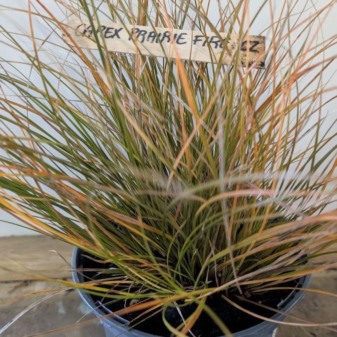 CAREX-PRAIRIE-FIRE