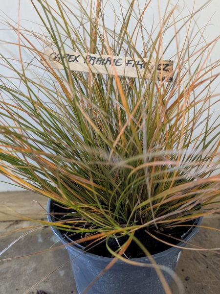 CAREX-PRAIRIE-FIRE