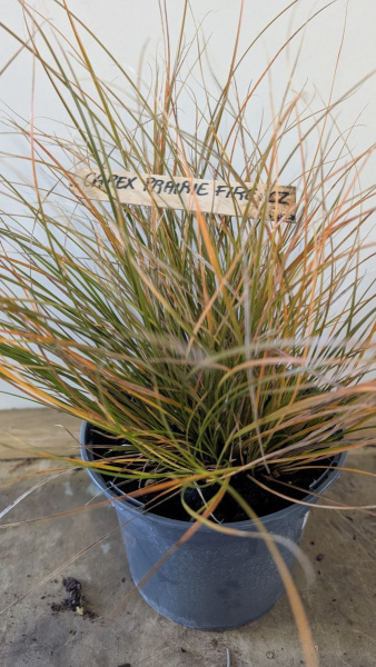 CAREX-PRAIRIE-FIRE
