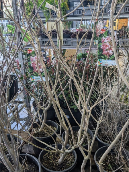 CHITALPA 49€ CHITALPA 49€