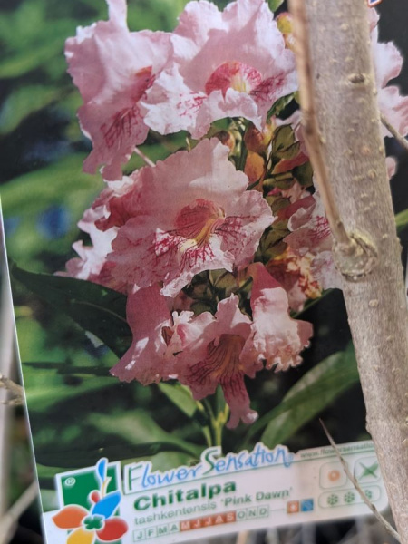 CHITALPA 49€ CHITALPA 49€