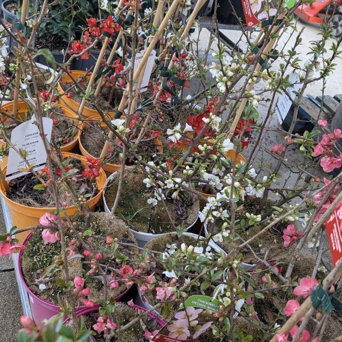 COGNASSIER-DU-JAPON- 29€