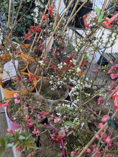 COGNASSIER-DU-JAPON- 29€ COGNASSIER-DU-JAPON- 29€