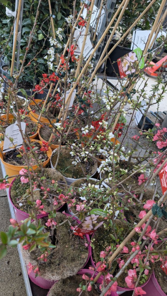 COGNASSIER-DU-JAPON- 29€