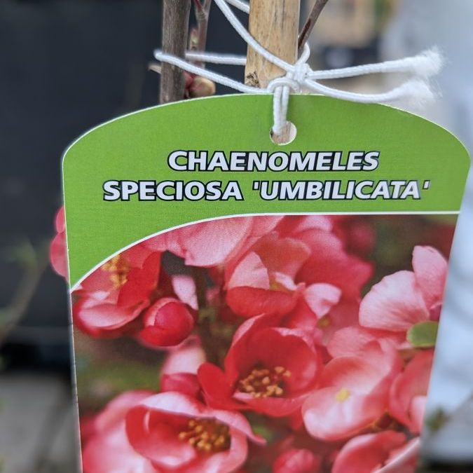 COGNASSIER-DU-JAPON- 29€