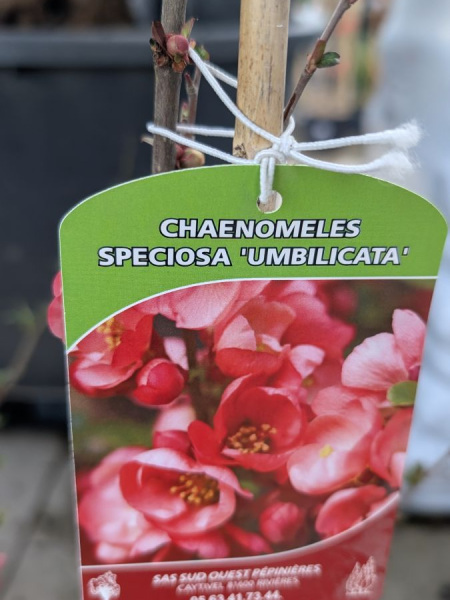 COGNASSIER-DU-JAPON- 29€ COGNASSIER-DU-JAPON- 29€