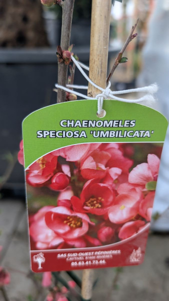 COGNASSIER-DU-JAPON- 29€