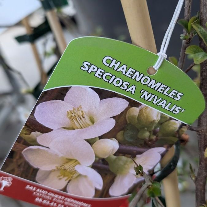 COGNASSIER-DU-JAPON 29€