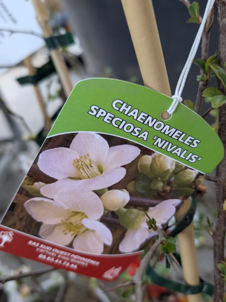 COGNASSIER-DU-JAPON 29€ COGNASSIER-DU-JAPON 29€