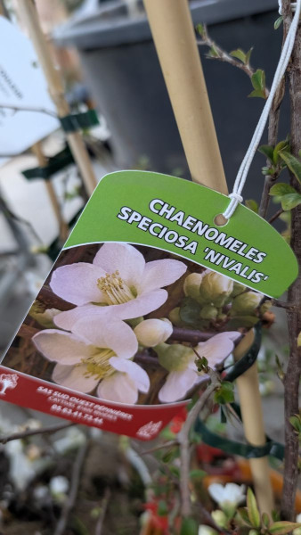 COGNASSIER-DU-JAPON 29€