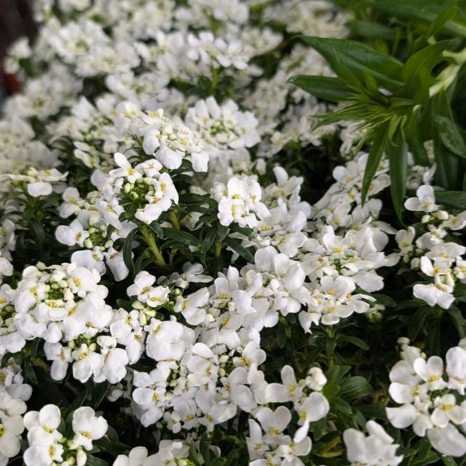 CORBEILLE-D-ARGENT 4€50