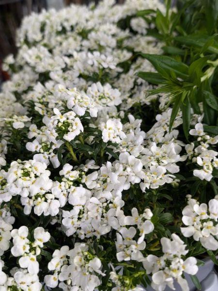 CORBEILLE-D-ARGENT 4€50 CORBEILLE-D-ARGENT 4€50