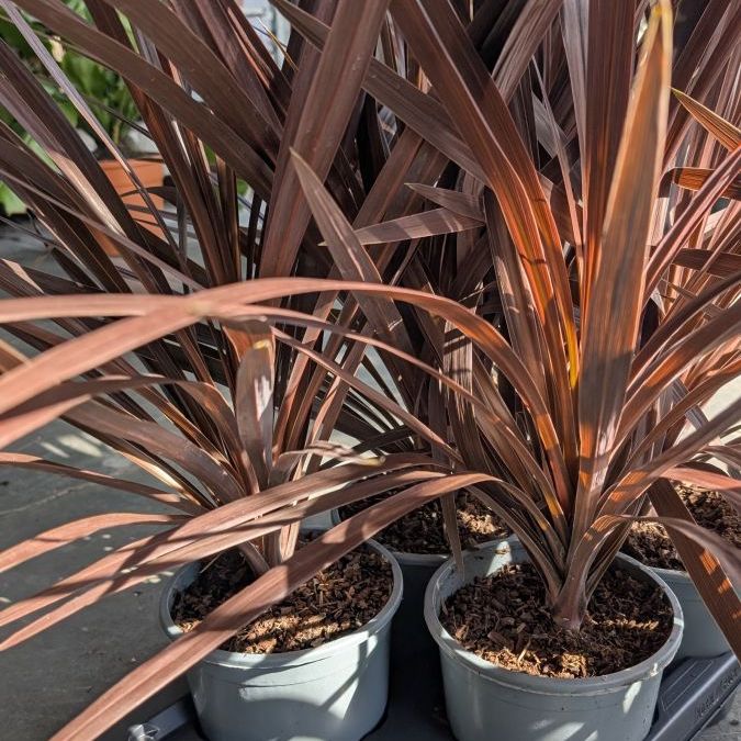 CORDYLINE-AUSTRALIS-RED-STAR