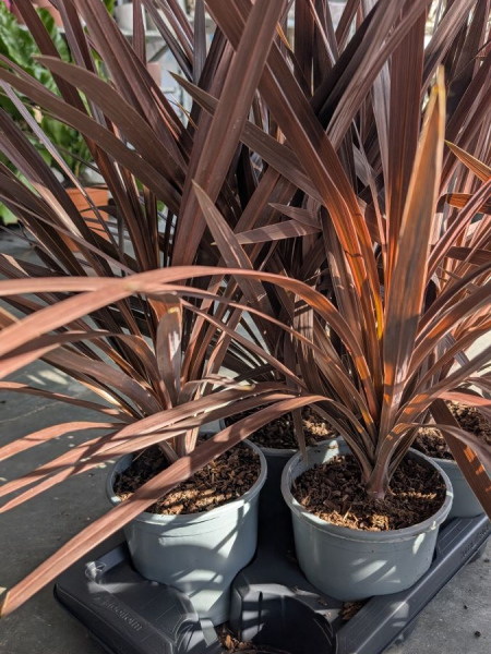 CORDYLINE-AUSTRALIS-RED-STAR CORDYLINE-AUSTRALIS-RED-STAR