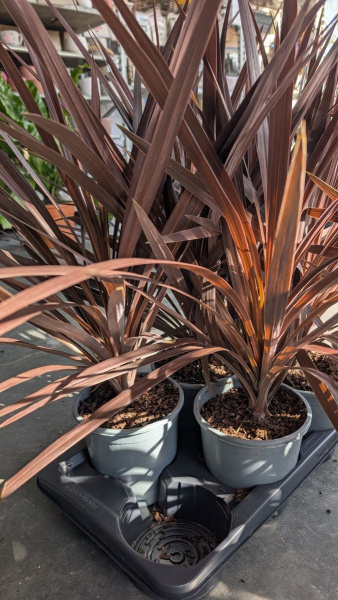 CORDYLINE-AUSTRALIS-RED-STAR