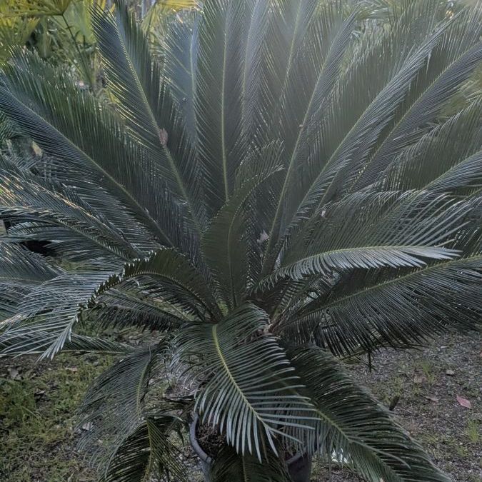 CYCAS-REVOLUTA- 179€