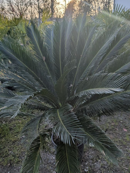 CYCAS-REVOLUTA- 179€