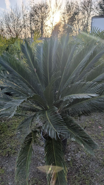 CYCAS-REVOLUTA- 179€