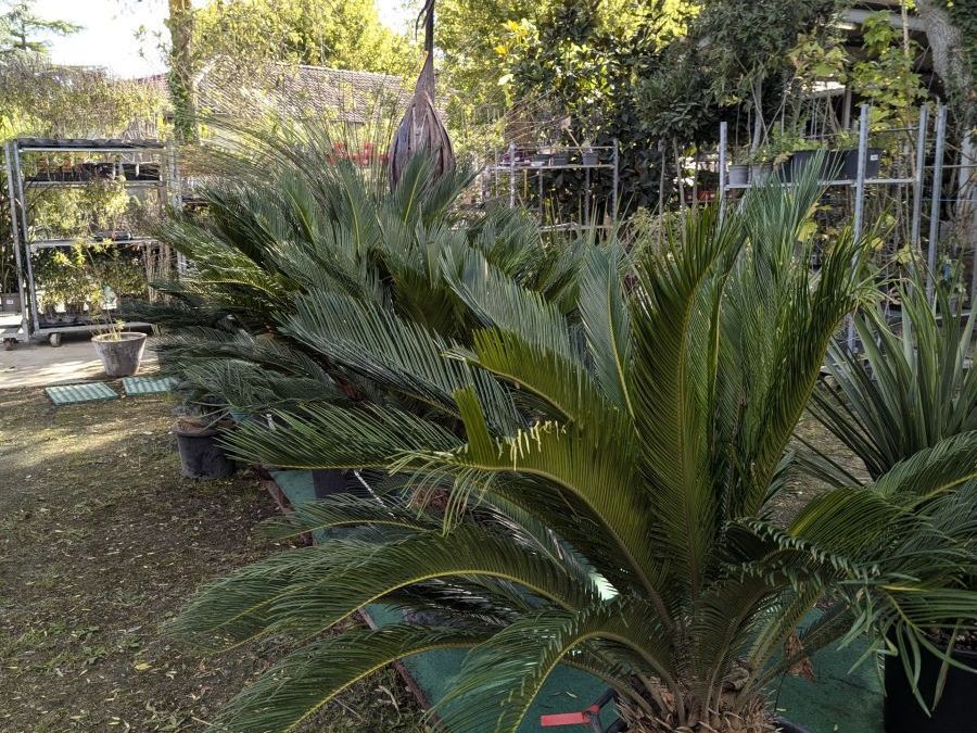CYCAS-REVOLUTA 199€