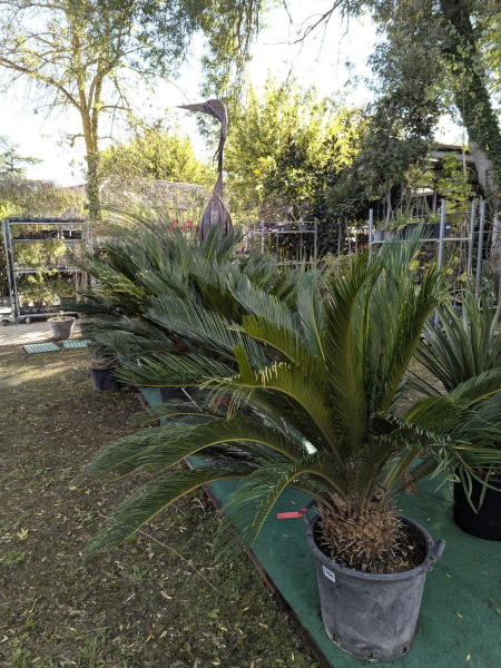 CYCAS-REVOLUTA 199€ CYCAS-REVOLUTA 199€