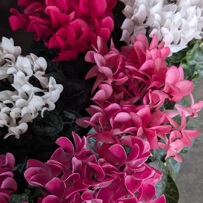 CYCLAMEN