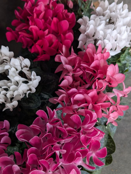 CYCLAMEN CYCLAMEN