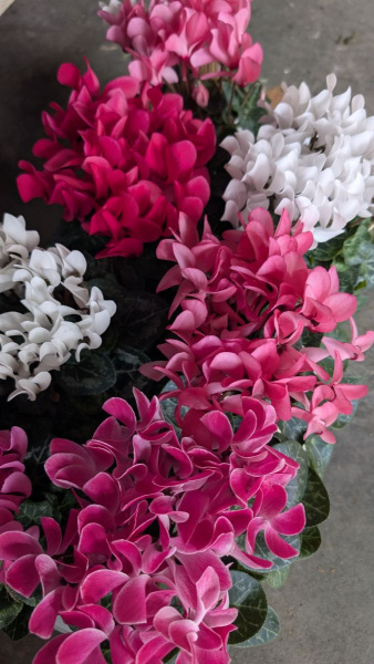 CYCLAMEN