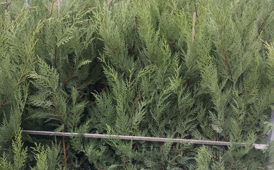 CYPRES-DE-LEILANDII-SAPINETTE à partir de 6€