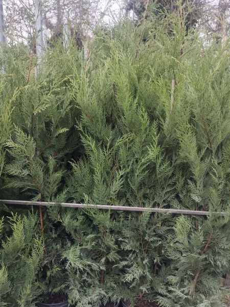 CYPRES-DE-LEILANDII-SAPINETTE à partir de 6€ CYPRES-DE-LEILANDII-SAPINETTE à partir de 6€