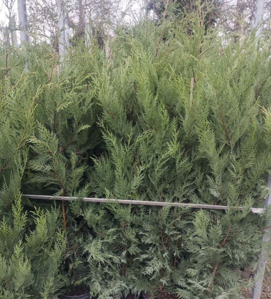 CYPRES-DE-LEILANDII-SAPINETTE à partir de 6€
